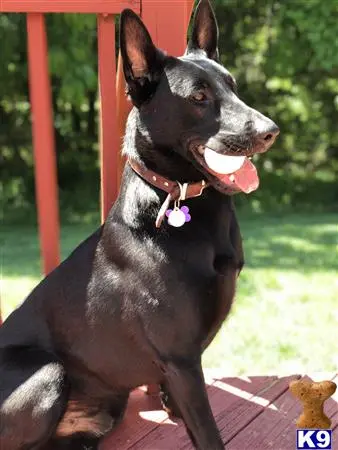 Belgian Malinois stud dog