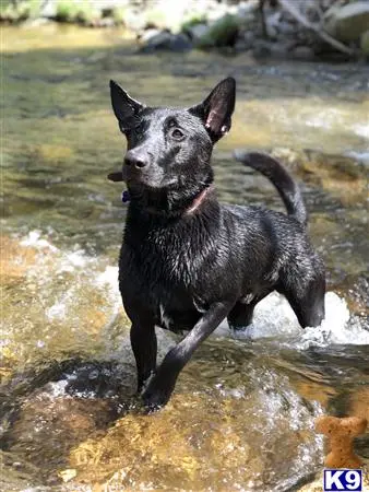 Belgian Malinois stud dog