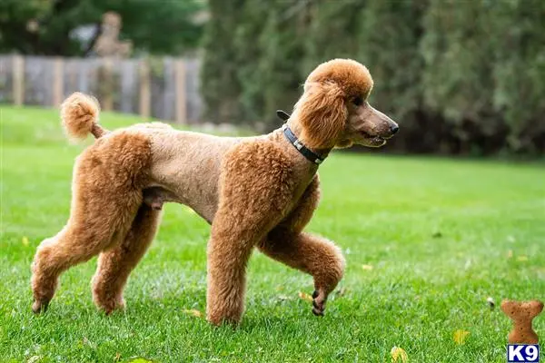 Poodle stud dog