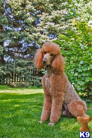 Poodle stud dog