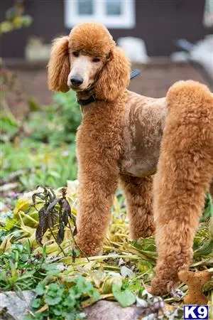 Poodle stud dog