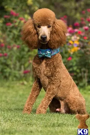 Poodle stud dog