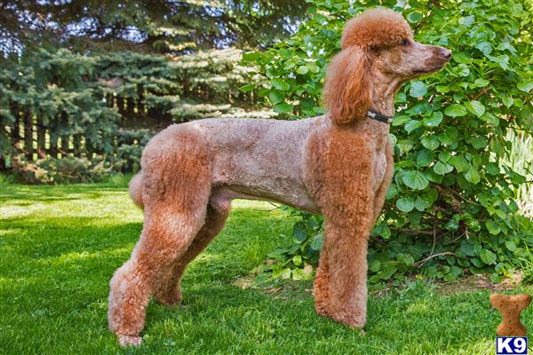 Poodle stud dog