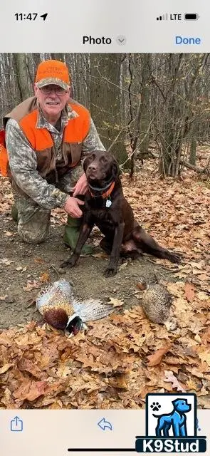 Labrador Retriever