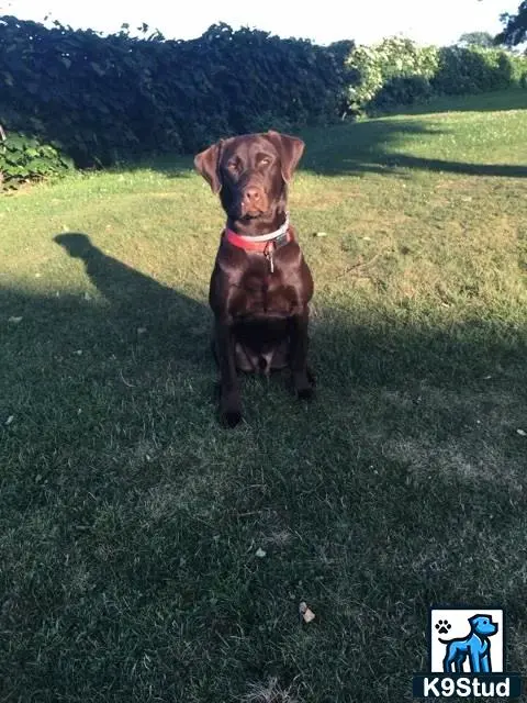 Labrador Retriever stud dog