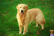 Louie available Golden Retriever puppy located in Loveland