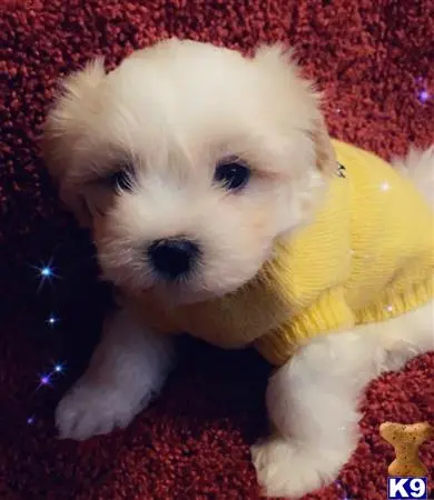 Maltese puppy for sale