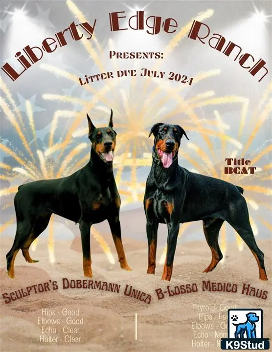 Doberman Pinscher puppy for sale: a couple of doberman pinscher dogs