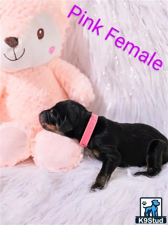 Doberman Pinscher puppy for sale: a doberman pinscher dog lying on a bed next to a stuffed animal