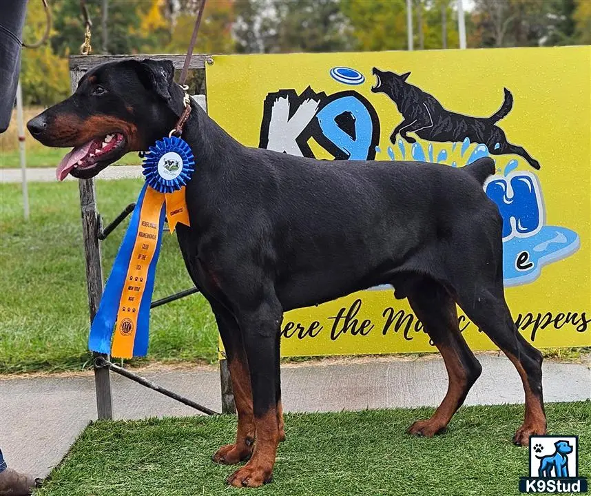 Doberman Pinscher puppy for sale: a doberman pinscher dog with a flag