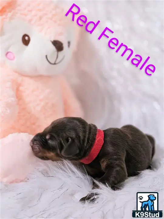 Doberman Pinscher puppy for sale: a doberman pinscher dog lying on a blanket