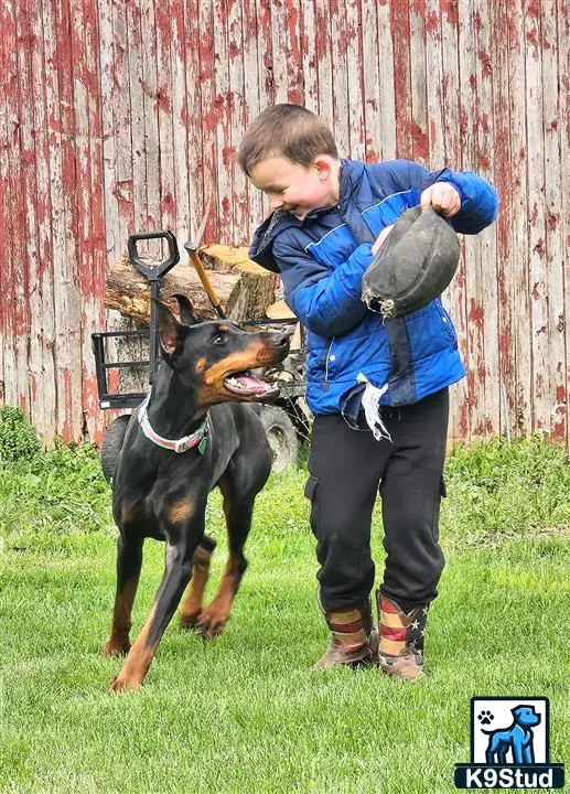 Doberman Pinscher puppy for sale: a boy holding a doberman pinscher dog