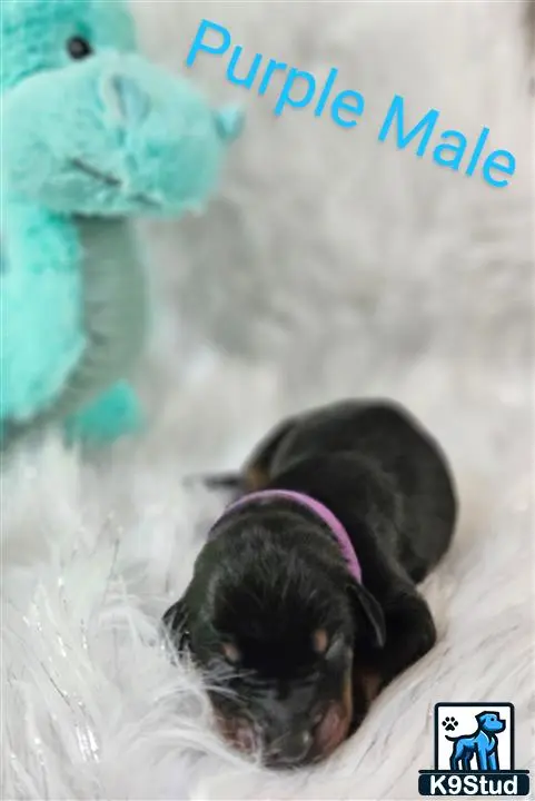 Doberman Pinscher puppy for sale: a doberman pinscher dog lying in the snow