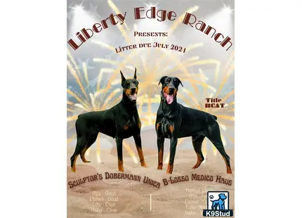 Doberman Pinscher puppy for sale: a couple of doberman pinscher dogs