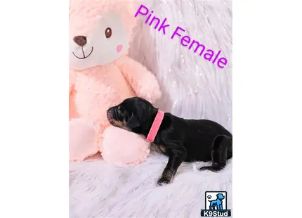 Doberman Pinscher puppy for sale: a doberman pinscher dog lying on a bed next to a stuffed animal