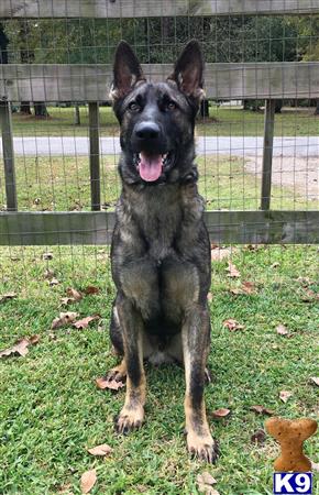 a german shepherd dog standing on grass