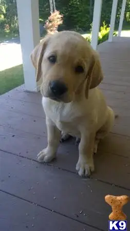 Labrador Retriever