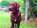 Labrador Retriever stud dog: Chocolate Labrador Retriever standing in a grassy yard