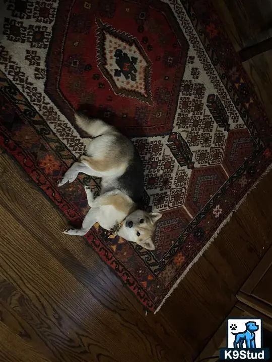 Shiba Inu female dog