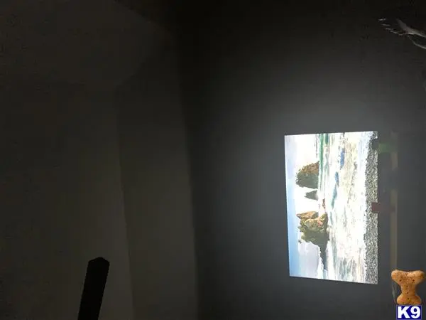 Bulldog stud dog: a window with a view of a forest and a teddy bear