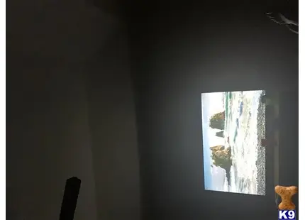 Bulldog stud dog: a window with a view of a forest and a teddy bear