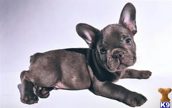 French Bulldog stud dog