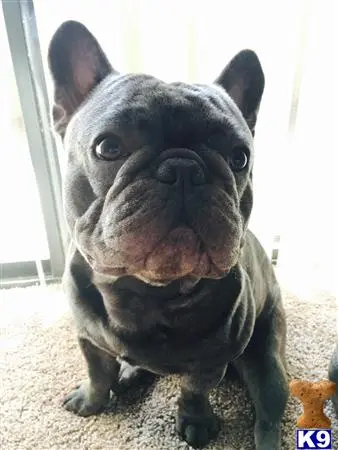 French Bulldog stud dog