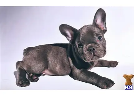 French Bulldog