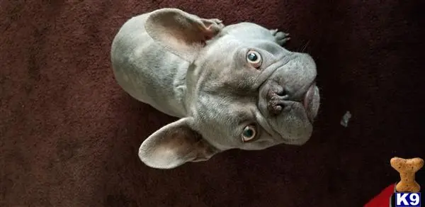 French Bulldog