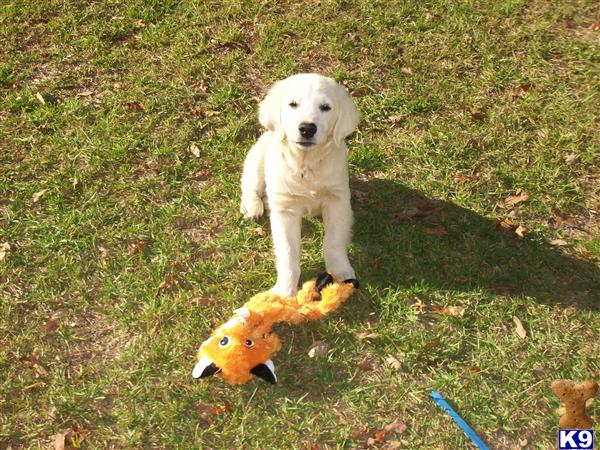 dew claws golden retriever golden retriever puppies for sale dew claws golden retriever golden retriever puppies for sale