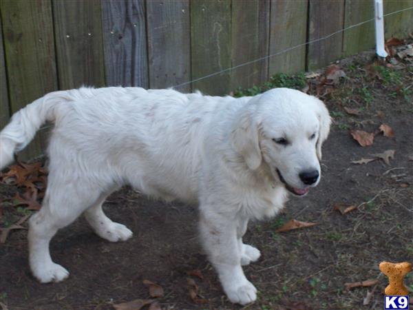 dew claws golden retriever golden retriever puppies for sale dew claws golden retriever golden retriever puppies for sale