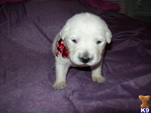 dew claws golden retriever golden retriever puppies for sale dew claws golden retriever golden retriever puppies for sale