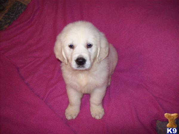 dew claws golden retriever golden retriever puppies for sale dew claws golden retriever golden retriever puppies for sale