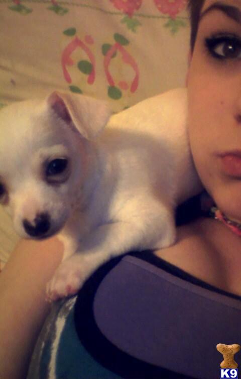 chihuahua puppy posted by lilbitnilly