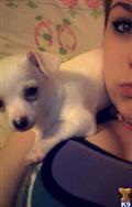 chihuahua puppy posted by lilbitnilly