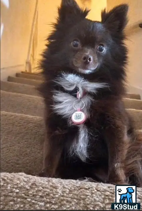 Pomeranian