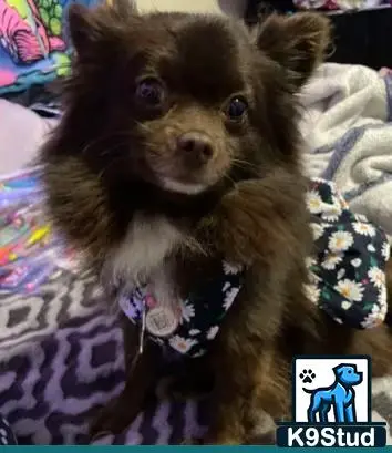 Pomeranian female dog