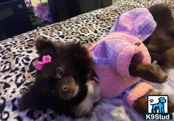 Pomeranian female dog