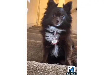 Pomeranian