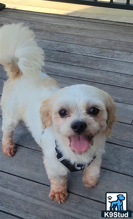 a shichons dog standing on a wood deck