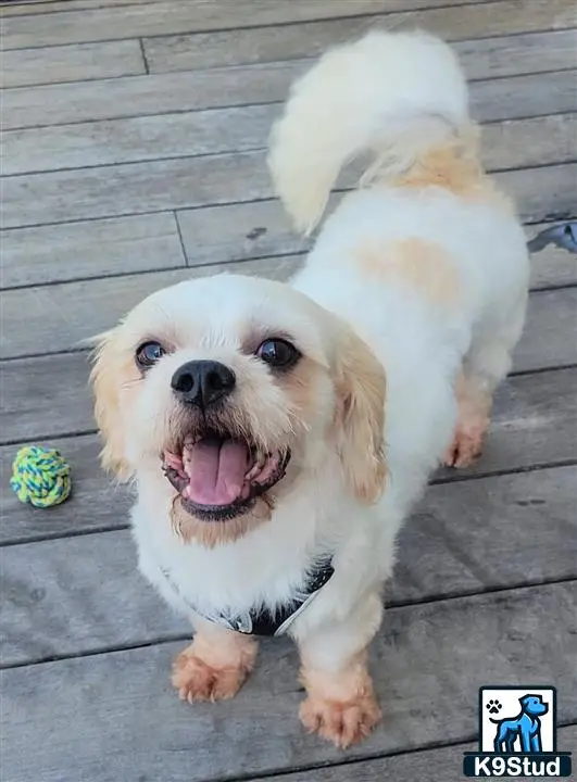 Shichons stud dog: a shichons dog standing on a stone surface