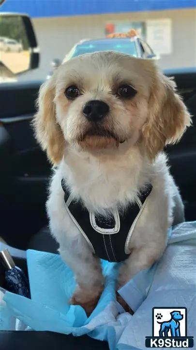 Shichons stud dog: a shichons dog wearing a garment