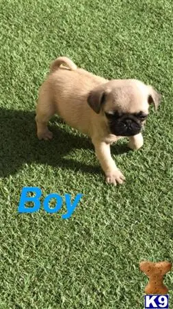 Pug puppy for sale