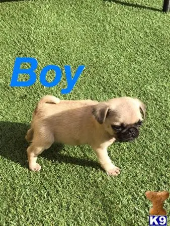 Pug puppy for sale