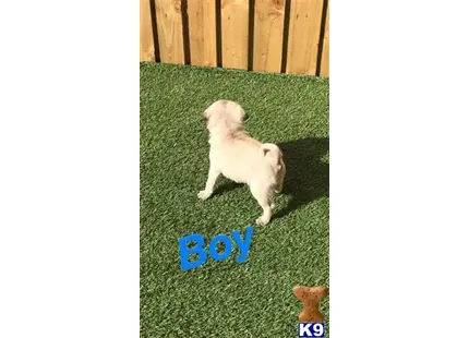 a small white pug dog on a green carpet