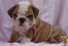 english bulldog puppy posted by lilianjason