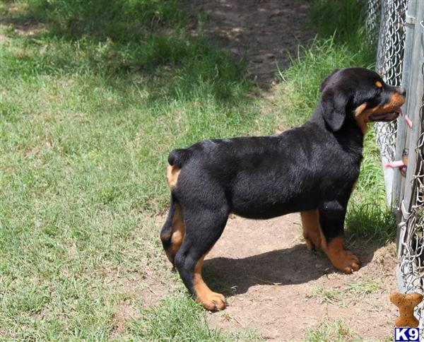 Rottweiler