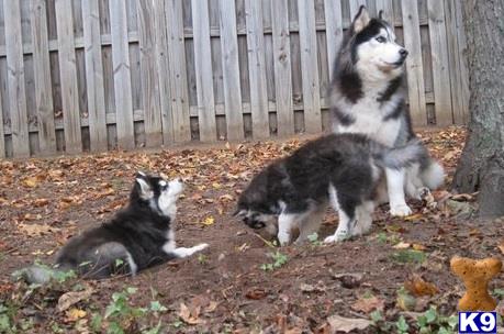 siberian husky puppy posted by liliroland