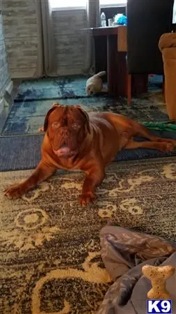 Dogue De Bordeaux stud dog