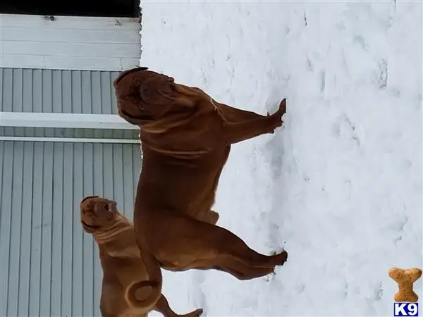 Dogue De Bordeaux stud dog